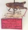 CollectionObject 1525601; 8524df82-44b4-4e65-aeb2-ab073f6a7aff: male, lateral view (holotype). (CollectionObject).