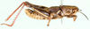 Pezocatantops lobipennis (Sjöstedt, 1933): male, lateral view. (Otu).