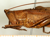 male, lateral view (syntype). Depicts CollectionObject 1592202; 37bf4562-6d8a-475f-a5a1-8e40debf9bf4, a CollectionObject.