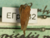Habitus, dorsal view: !! display not done !! on Smilia zimmermanni (Fairmaire, 1846): (Observation).