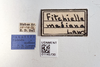 Other: !! display not done !! on Fitchiella mediana Lawson, 1933: (Observation).