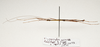 CollectionObject 1595862; 32814d6b-af72-4c5b-ba7e-90769724a1ad: copyright LKCNH Singapore. male, lateral view (paratype). (CollectionObject).
