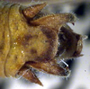 male cerci (paratype). Depicts Aglaothorax longipennis (Rentz & Weissman, 1981), an Otu.