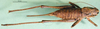 CollectionObject 1502600; 82a138db-c948-48eb-a27d-efdc65fe832e: female, dorsal view (paratype). (CollectionObject).