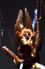 CollectionObject 1503292; 90af3b6d-c1b4-4b98-87da-2a1d0ffa7b43: male abdominal apex. (CollectionObject).