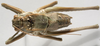 CollectionObject 1527080; 322004fe-a496-4d3c-8232-144f637f86e3: male, dorsal view (holotype). (CollectionObject).