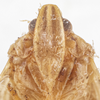 Head: !! display not done !! on Elidiptera callosa Spinola, 1839: (Observation).