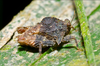 CollectionObject 1571312; 0677dc3a-5c13-4eb3-bad3-ef2a2be27092: (CollectionObject).