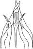 Aedeagus, ventral view: !! display not done !! on Empoasca (Empoasca) kraemeri Ross & Moore, 1957: Genital capsule, ventral view. (Observation).