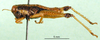 CollectionObject 1501083; ad4b212d-cf22-4b13-a379-67baf9aad016, DORSA BA000022S01: male, lateral view (holotype). (CollectionObject).