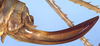 CollectionObject 1520773; 0c830bdd-c225-4689-8241-b0380de78c85: female ovipositor (syntype). (CollectionObject).