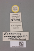 CollectionObject 2046277; 293af126-ca68-4843-98db-3dde63d85f64, NHMUK015982094: Eneremius namaquensis Dirsh, 1956. labels (paratype). (CollectionObject).