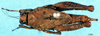 CollectionObject 1574683; 2477b91d-f54b-453c-936f-eab58bb228c1: female, dorsal view (syntype). (CollectionObject).