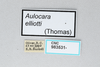 CollectionObject 2800440; CNCI 983531, 2befedc4-8ac4-458d-94c4-5f7713309686: Aulocara elliotti. (CollectionObject).
