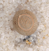 Dryococelus australis (Montrouzier, 1855): Egg showing operculum, Melbourne Zoo culture stock. Egg: view of operculum. (Otu).