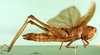 CollectionObject 1501682; e2435b3d-cd3b-446e-afdf-b07df76d1e38: female, lateral view (syntype). (CollectionObject).