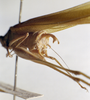 CollectionObject 1503389; MBBJ 3226044, 2204051e-64ea-4dbf-a344-1f9322e43240: male cerci. (CollectionObject).
