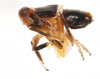 Habitus, lateral view: !! display not done !! on Pissonotus basalis Van Duzee, 1897: (Observation).