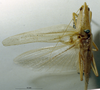 CollectionObject 1503297; MBBJ 3225999, 6dcb6c5b-2a21-416e-8dba-d95d40475418: male, dorsal view. (CollectionObject).