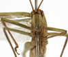 CollectionObject 1529817; 3b9f3ac2-a9d8-4580-88d1-06e8c83d2d0f: male face (holotype of Tylopsis longipennis). (CollectionObject).