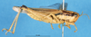 CollectionObject 1580200; 8b1cafe6-4b70-4ea2-aee8-e2ce05c0fe76: female, lateral view (syntype). (CollectionObject).