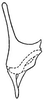 Stylus: !! display not done !! on Graminella mohri DeLong, 1937: Stylus. (Observation).
