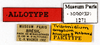 CollectionObject 1587307; MNHN(SF IMPORT DUPLICATE) MNHN-EP-EP1271, 33d4e758-a602-49aa-ab79-f450c3751298: CC BY-NC-ND 4.0/MNHN - Depraetere Marion - 2014. Paratype, female, of ampla Hebard, 1921. Specimen number: MNHN-EP-EP1271. http://coldb.mnhn.fr/catalognumber/mnhn/ep/ep1271. (CollectionObject).