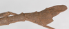 Manduria halconensis Hennemann & Conle, 1997: copyright F. Hennemann. male: end of abdomen, lateral view (paratype). (Otu).