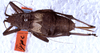 CollectionObject 1531724; 445dca04-b8f6-4f96-b043-72668cb3cc5a: female, dorsal view (syntype). (CollectionObject).