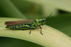 FieldOccurrence 167; 315e4ae2-72d3-4986-bcdd-39b1140dafdd; Karkloof Kwa Zulu Natal, 2014/01/??: female, lateral view. (FieldOccurrence).