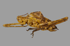 CollectionObject 1499290; 99d63244-8542-42bd-939b-6f09794e50ff: Male, lateral view (holotype). (CollectionObject).