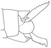 Euschmidtia viridifasciata Descamps, 1973: Fig. 17. female abdomen tip, lateral view. (Otu).