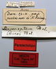 CollectionObject 1578619; 6df25dbb-c158-4223-989d-624776962e2d: female, labels (paralectotype). (CollectionObject).