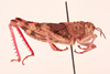 CollectionObject 1522164; a2e78f13-7ae7-4a52-94ba-0929befb5753, NHMUK015982320: male, lateral view (holotype). (CollectionObject).