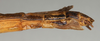 CollectionObject 1560324; NMW 1127', 85d583de-ffab-4340-b37f-9bd53223d3b9: copyright NMW, Vienna. female: end of abdomen, lateral view (lectotype). (CollectionObject).