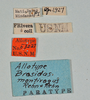 CollectionObject 1557494; 0d03674a-ddd1-4b95-b1d9-146dea69e66f: copyright USNM, Washington. (CollectionObject).