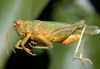 Atrachelacris olivaceus (Bruner, 1911): male. (Otu).