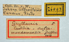 CollectionObject 1574851; NMW 26093, 736e161b-e785-42a0-9845-6409d05f4a0c: labels. (CollectionObject).