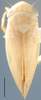 Habitus, dorsal view on Cyanidius Emeljanov, 1964: Cyanidius cyanescens, dorsal habitus (INHS). (Observation).