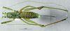 CollectionObject 1529069; ZIN 3224771, 9540403d-65e1-4528-8a36-bf9c9ed70811: female, dorsal view (paratype). (CollectionObject).