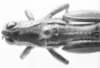 CollectionObject 1524008; 74720236-d462-4e9e-8864-225681288f99: male, head and pronotum, dorsal view (holotype). (CollectionObject).