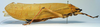 CollectionObject 1516958; 52140f45-459d-4465-9738-aabf3888f5c7: female, lateral view (holotype of Pseudophyllus pomposus). (CollectionObject).