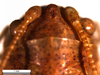 CollectionObject 1476024; 8a539a44-78d1-457b-b2b4-00912d14b913: head, dorsal view. (CollectionObject).