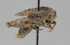 CollectionObject 1590309; 1b3548fa-e4bc-4d92-93d7-c1d5d45bf43a: male, lateral view (allotype). (CollectionObject).