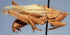 CollectionObject 1531606; NMW 6991, cb984fdc-8eca-4f25-8b5a-d85c179f72a1: male (holotype). (CollectionObject).