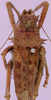 CollectionObject 1530762; 94531fbb-6315-4f9e-810a-999b2ab7d9ca: female, dorsal view. (CollectionObject).