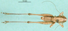 CollectionObject 1502056; dcecde58-0e31-41bc-830f-c3ba4fa14c31: male, dorsal view (paratype). (CollectionObject).