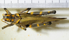 CollectionObject 1498714; ca8ae037-916d-4b87-b882-88581c1d70c7: female, dorsal view. (CollectionObject).