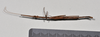 CollectionObject 1561182; ca722f59-5ae0-4d4f-8225-88a048e4085c: copyright NTUC. male, dorsal view (syntype). (CollectionObject).;CollectionObject 1561183; 82a3663e-d3c8-40f6-994b-015a810d7a76: copyright NTUC. male, dorsal view (syntype). (CollectionObject).