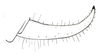 Marenestha inconspicua Brunner von Wattenwyl, 1878: male cercus, latero-dorsal view (1.5 mm), specimen from Chile in ANSP, det. Grant 1965 (pencil drawing). (Otu).